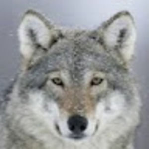 Meet your Posher, Johann